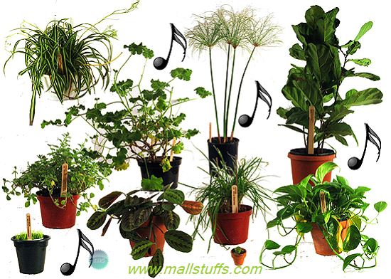 How music effects plant growth