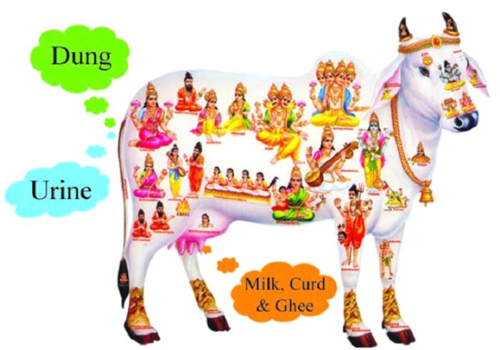 why cow is sacred and are worshiped by hindus