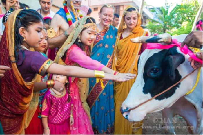 why cow is sacred and are worshiped by hindus